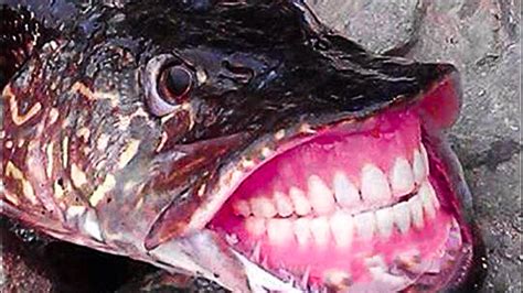 fish with big teeth|Fish that have lots of teeth but no bones CodyCross Answer.